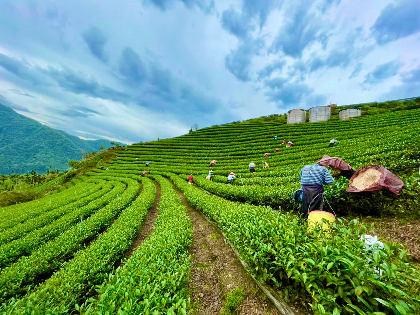 Taiwan High Mountain Tea
