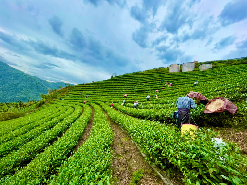 Taiwan High Mountain Tea